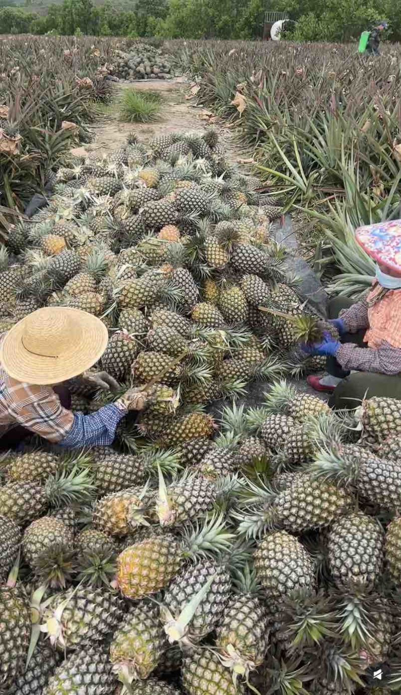 海南金钻凤梨品质保证大量出货对接各大市场支持一件代发