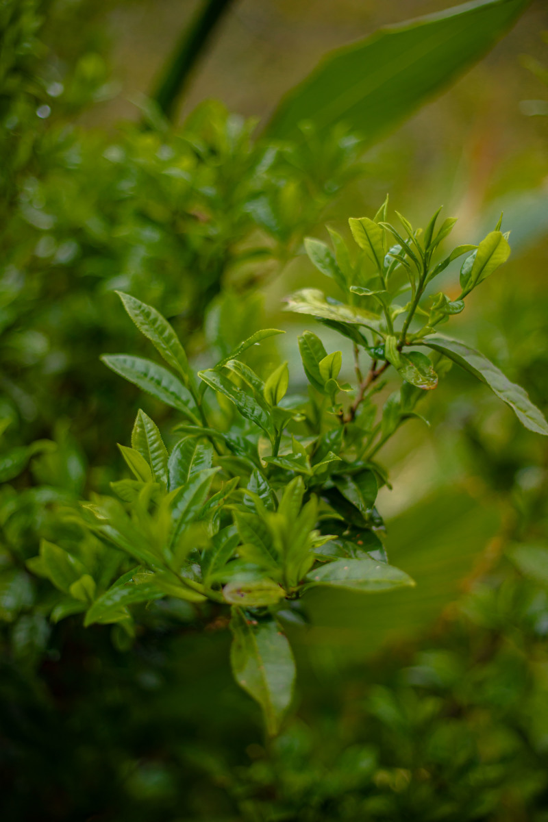 古树茶，有需要的老板可以预订了