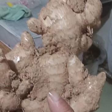 乳山大姜现在什么价？
