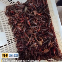 鄱阳湖稻田生态小龙虾
