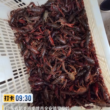 鄱阳湖稻田生态小龙虾