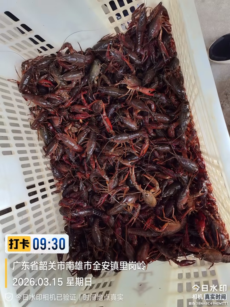 鄱阳湖稻田生态小龙虾