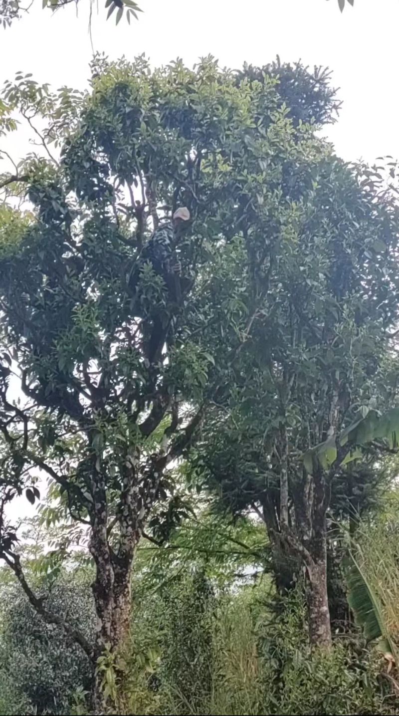 古树普洱茶