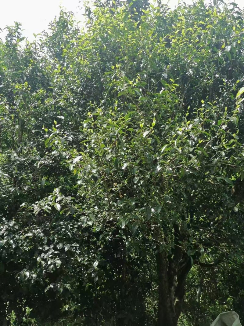 古树普洱茶