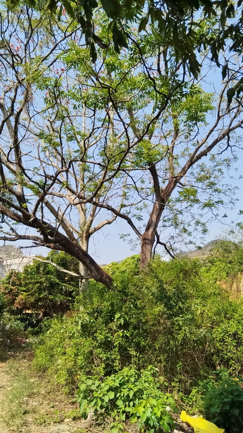 苦楝树