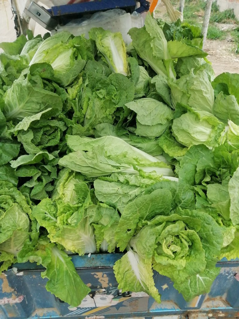 娃娃菜长出花苞了