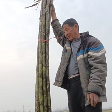 湖北仙桃甘蔗
