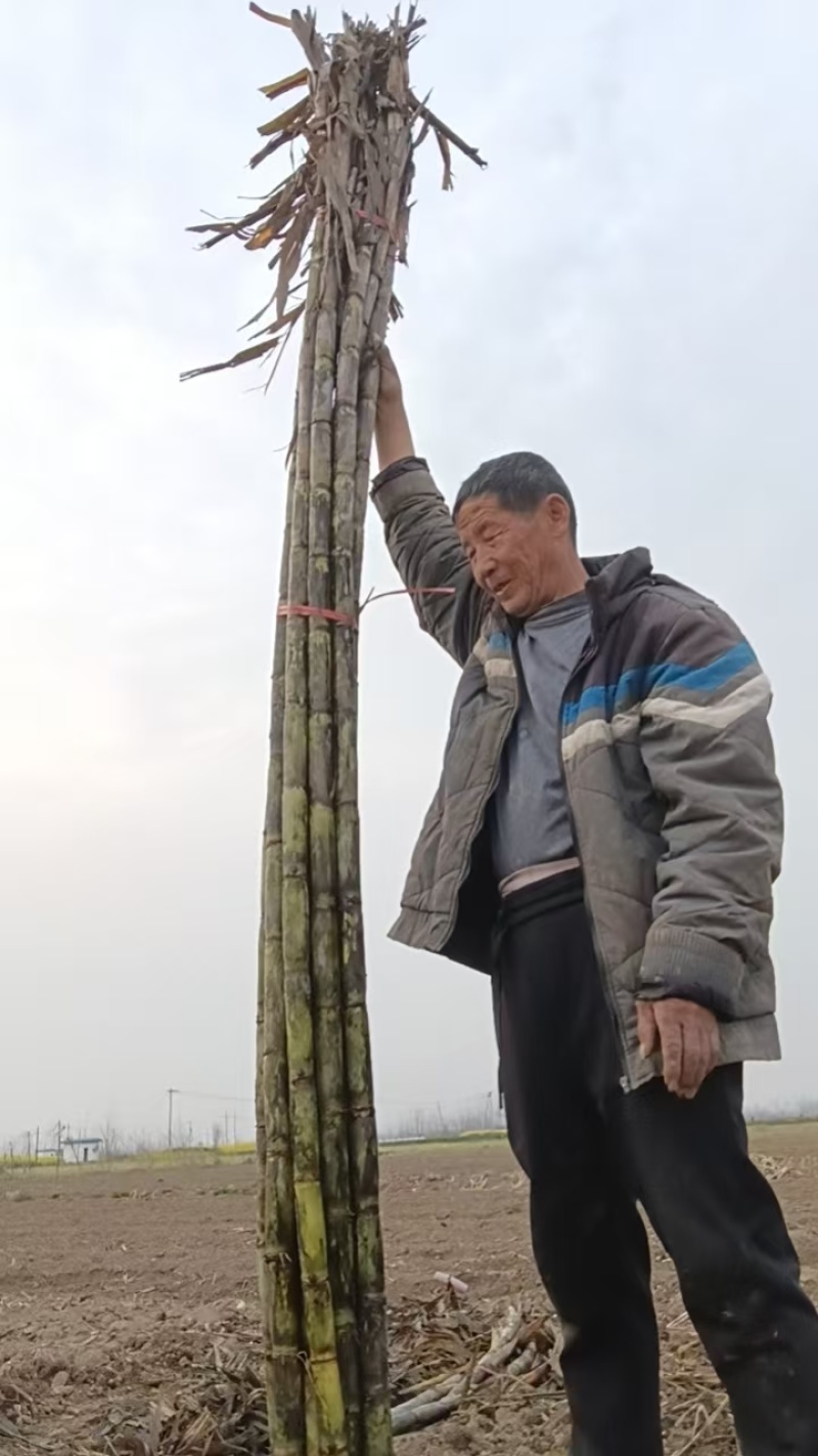湖北仙桃甘蔗