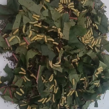 木薯蚕卵，木薯蚕宝宝，蓖麻蚕卵，蓖麻蚕宝宝