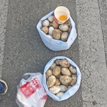 散养鹅蛋