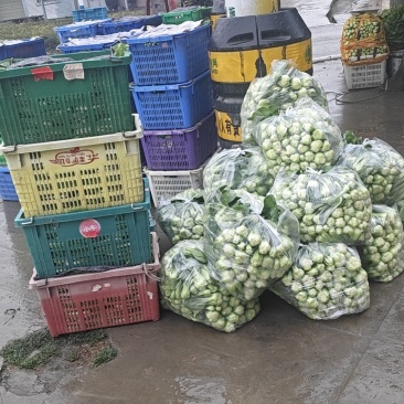 大棚蔬菜