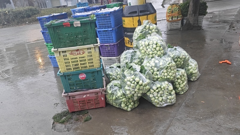 大棚蔬菜