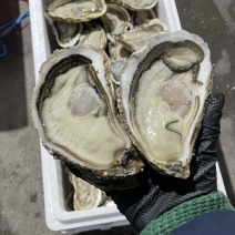 山东生蚝产地直发三倍体净化生蚝刺身生蚝全国发货