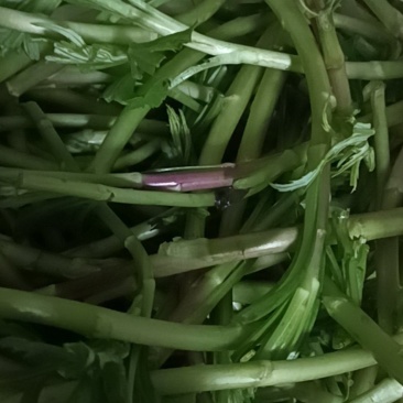 野藜蒿