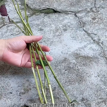 紫苏杆