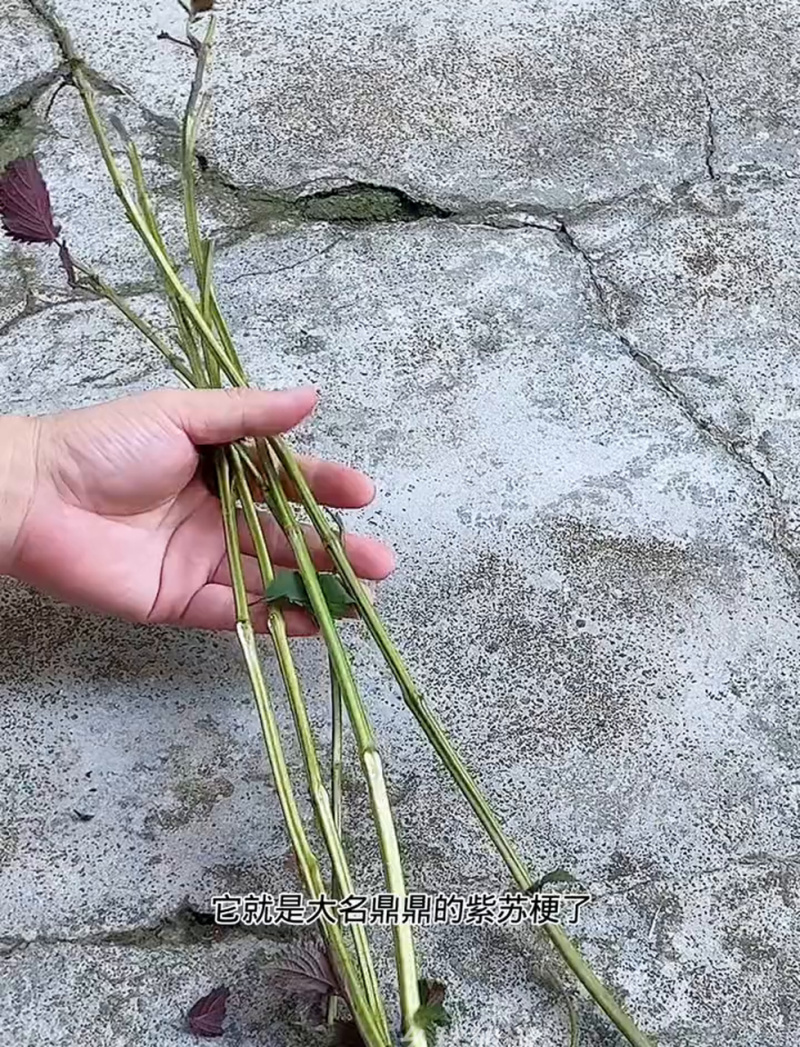 紫苏杆