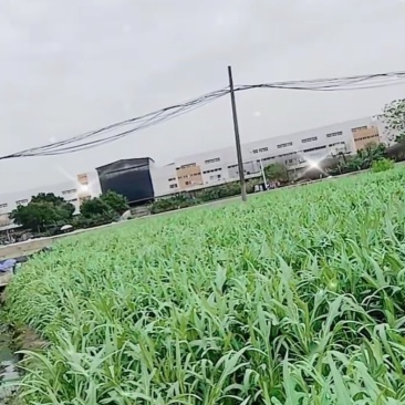 甜麦菜