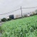 甜麦菜