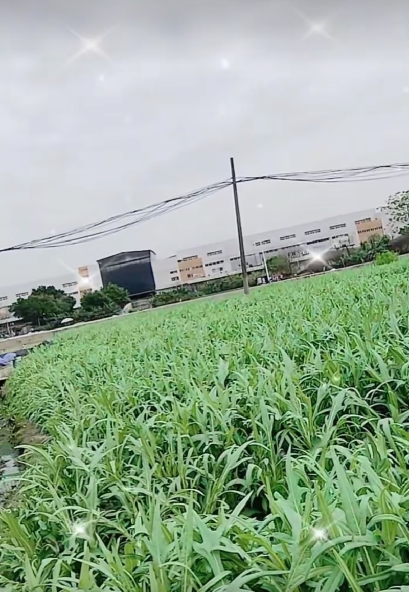 甜麦菜