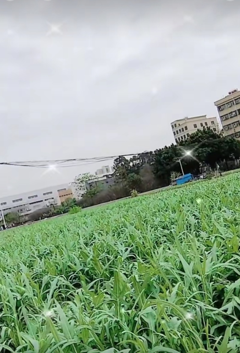 甜麦菜