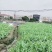 甜麦菜