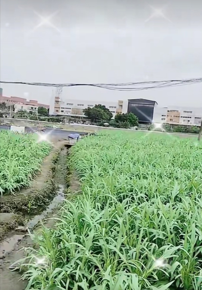 甜麦菜
