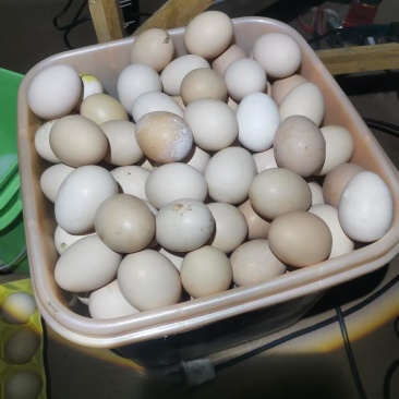 农村纯粮食散养土鸡蛋