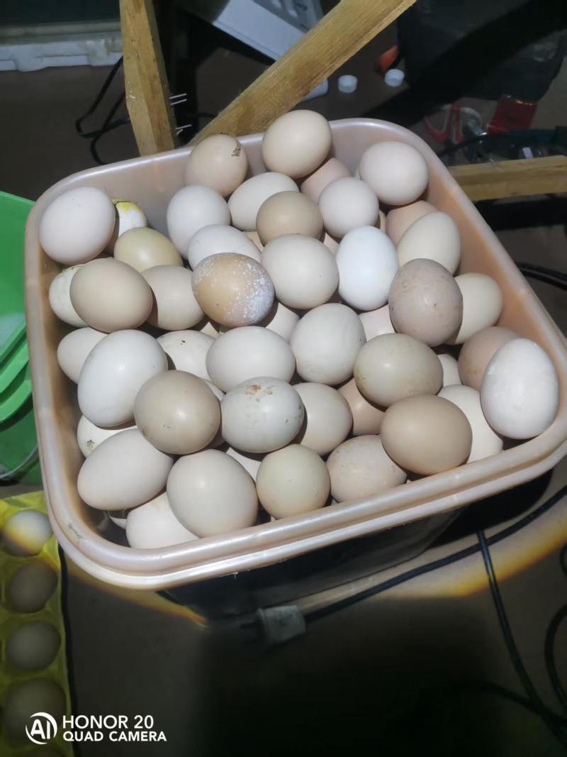 农村纯粮食散养土鸡蛋
