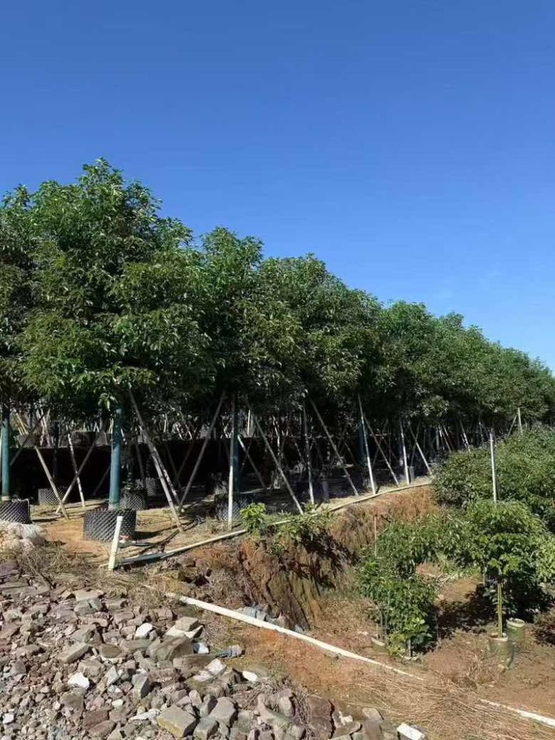 香樟养冠8-15分，各种规格，大量低价出售