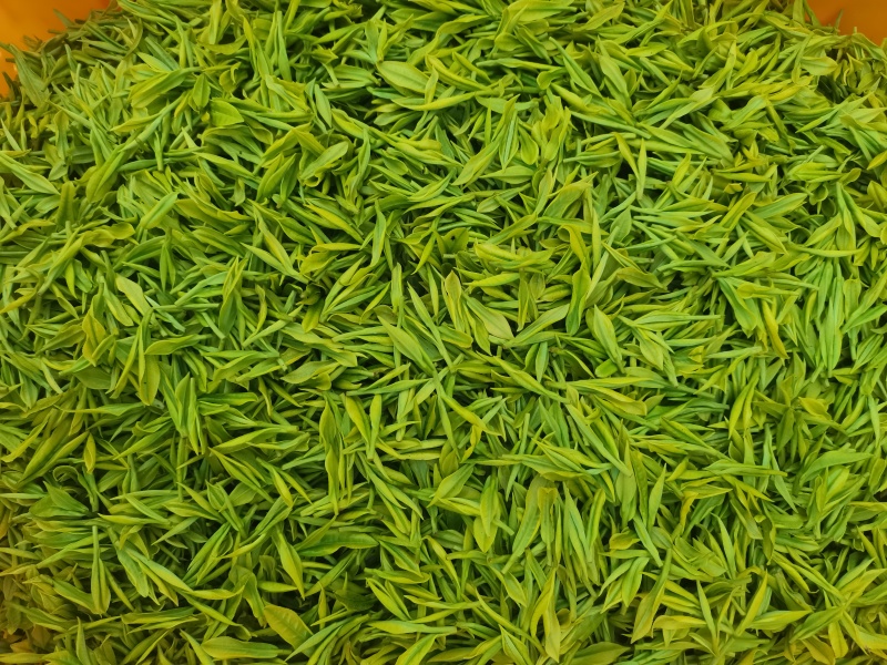 安吉白茶