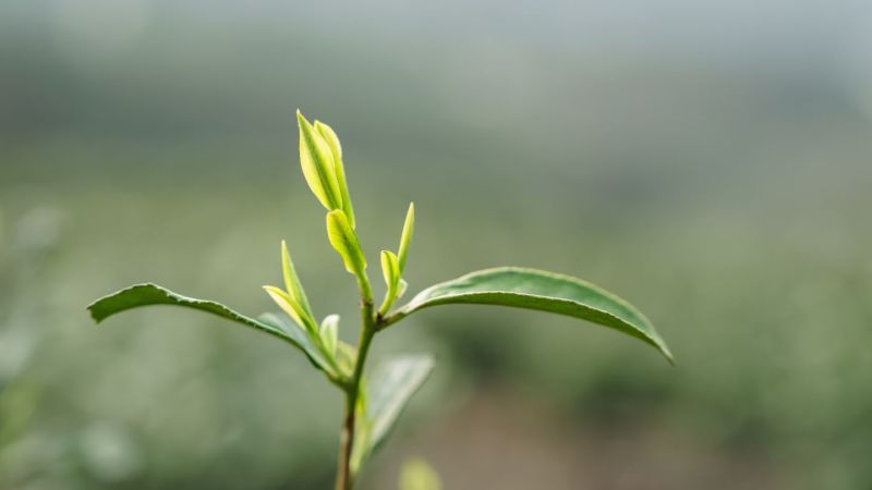 贵州高海拔绿茶
