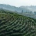 贵州高海拔绿茶