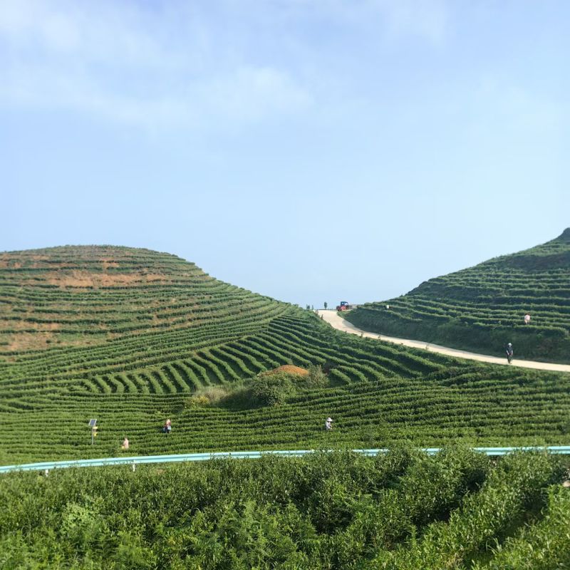 贵州高海拔绿茶