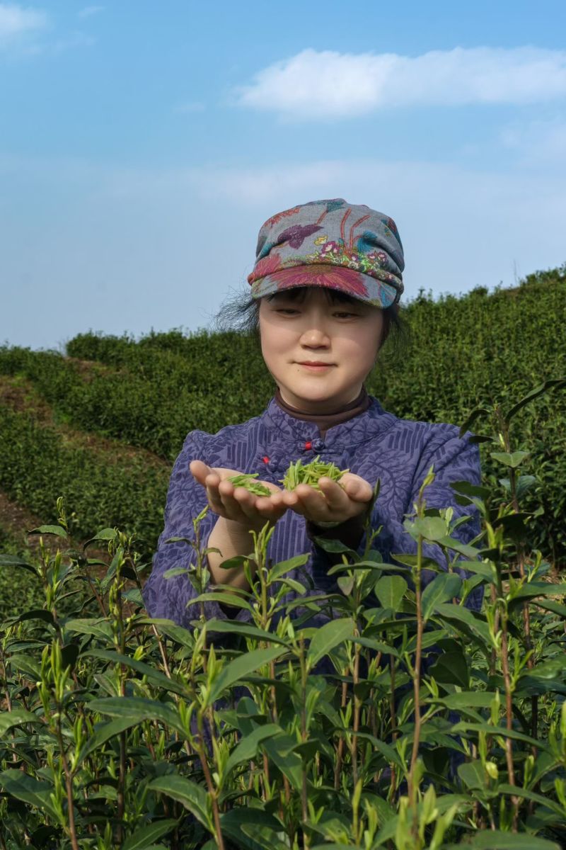 贵州高海拔绿茶