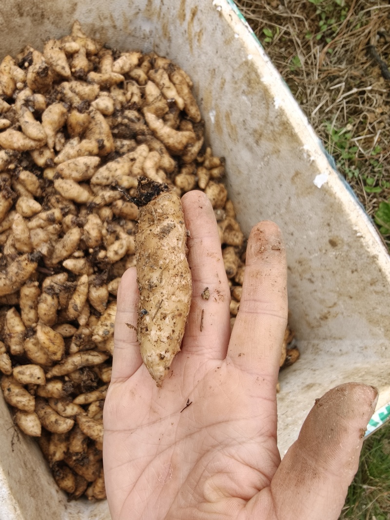 正宗乌天麻麻种品质**，现挖，联系***********
