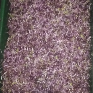 花生芽，豌豆苗萝卜芽，有机豆芽