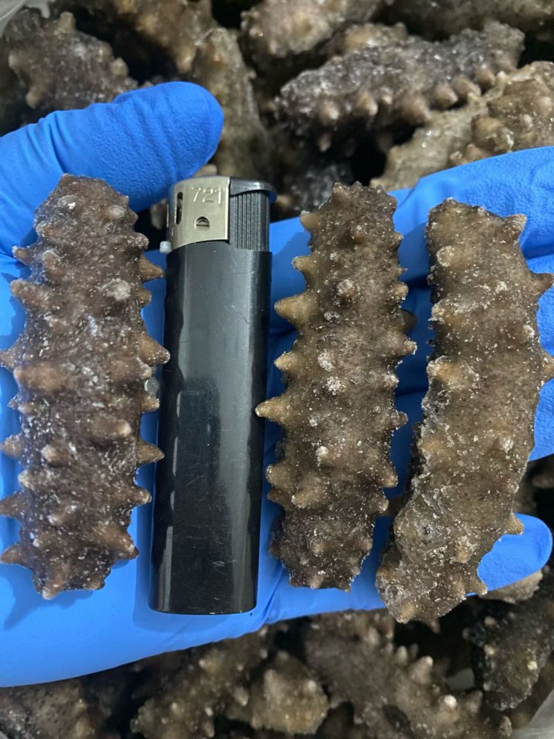 即食海参2.98一只！一袋子100只