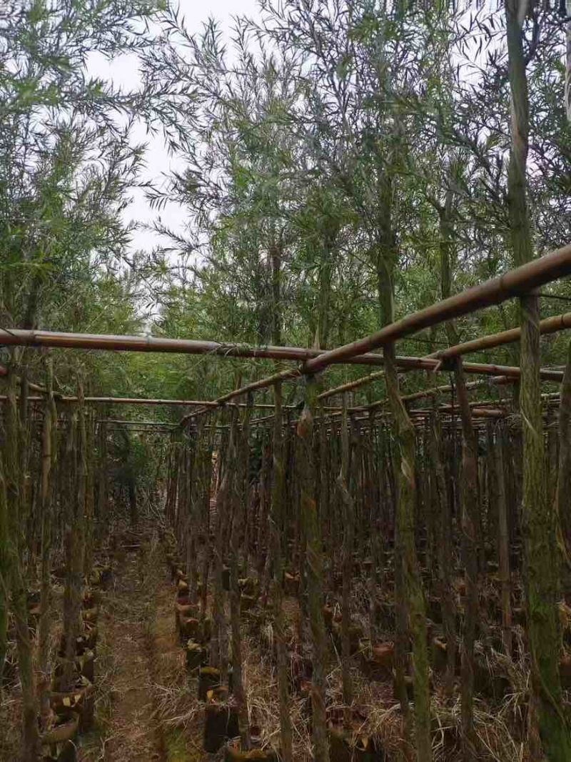 串钱柳(红千层)3-12分，各种规格，大量低价出售