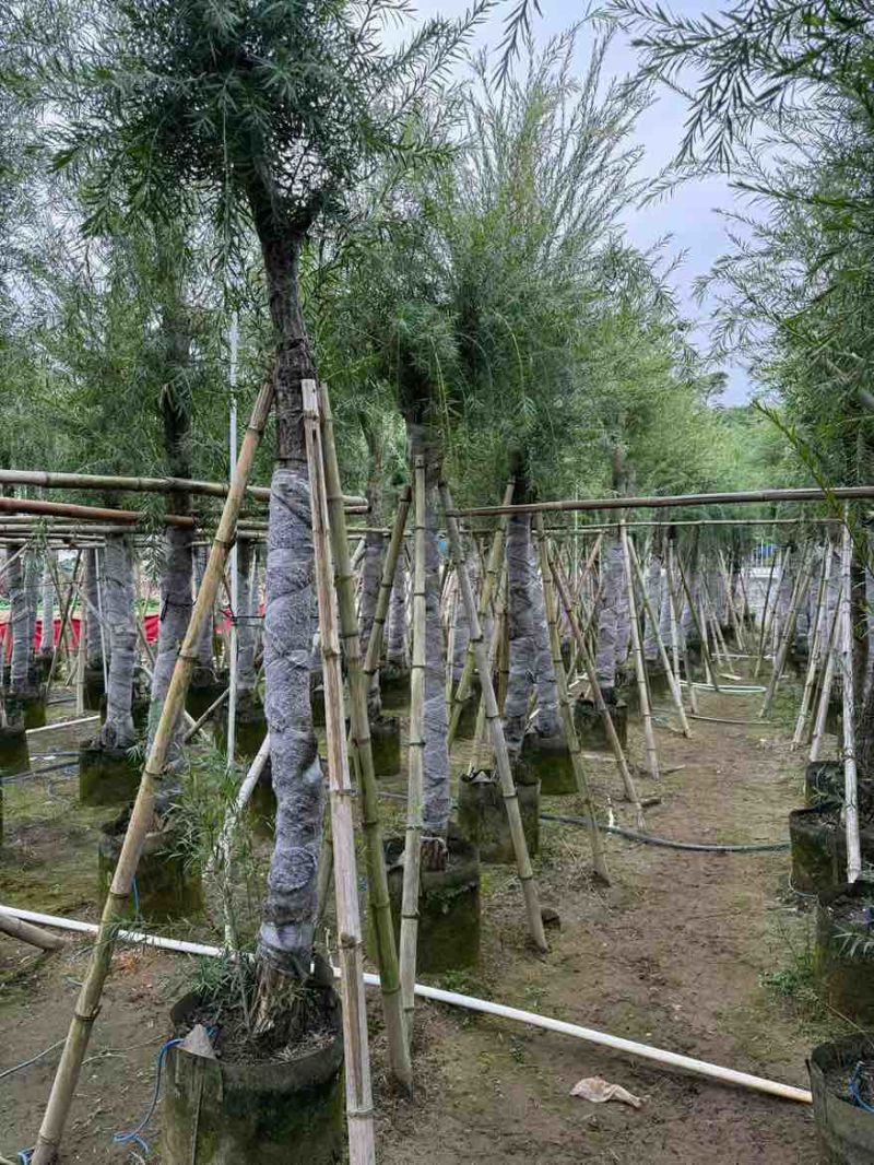 串钱柳(红千层)3-12分，各种规格，大量低价出售