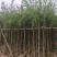 串钱柳(红千层)3-12分，各种规格，大量低价出售