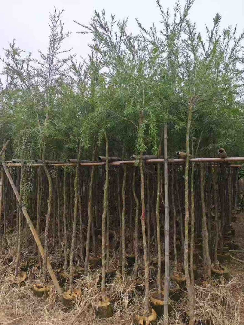 串钱柳(红千层)3-12分，各种规格，大量低价出售
