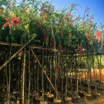 串钱柳(红千层)3-12分，各种规格，大量低价出售