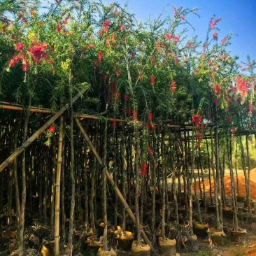 串钱柳(红千层)3-12分，各种规格，大量低价出售