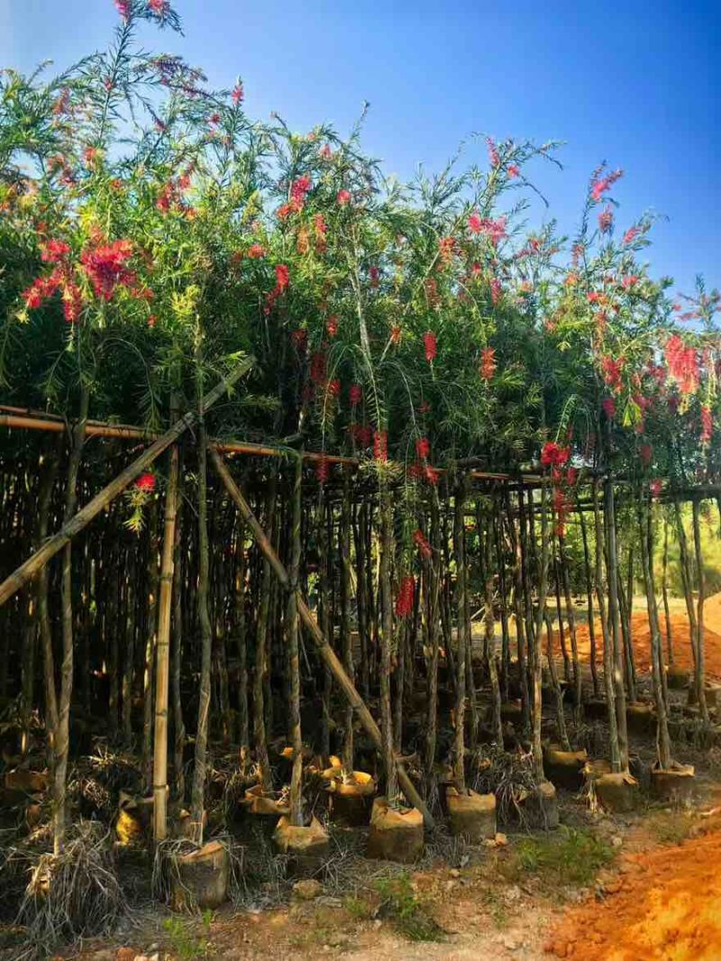 串钱柳(红千层)3-12分，各种规格，大量低价出售