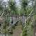 串钱柳(红千层)3-12分，各种规格，大量低价出售