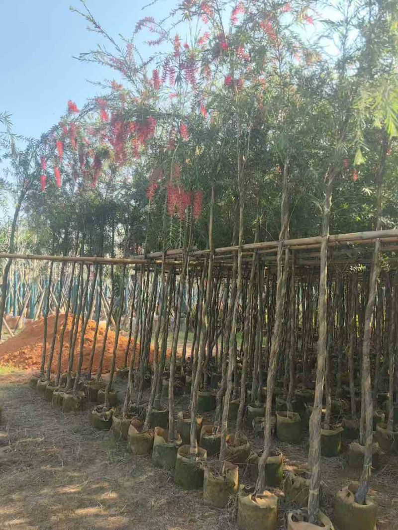 串钱柳(红千层)3-12分，各种规格，大量低价出售