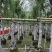 串钱柳(红千层)3-12分，各种规格，大量低价出售