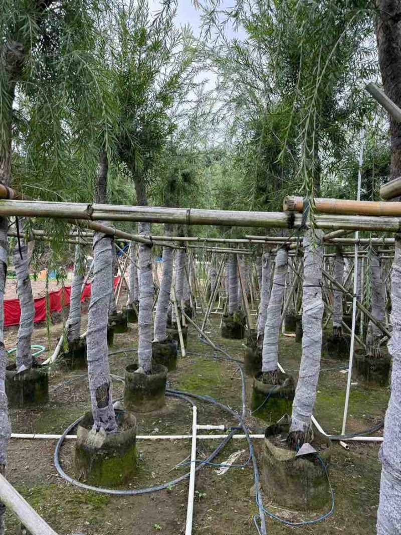 串钱柳(红千层)3-12分，各种规格，大量低价出售