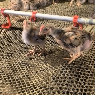 鸡鸭鹅脱温雏