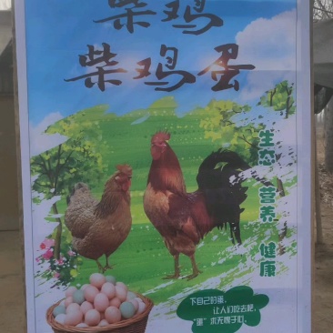 农村土鸡蛋